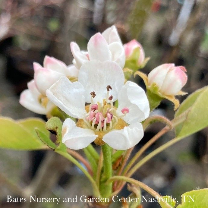 Edible #5 Pyrus com Ayers/ Self-fertile Semi-dwarf Pear