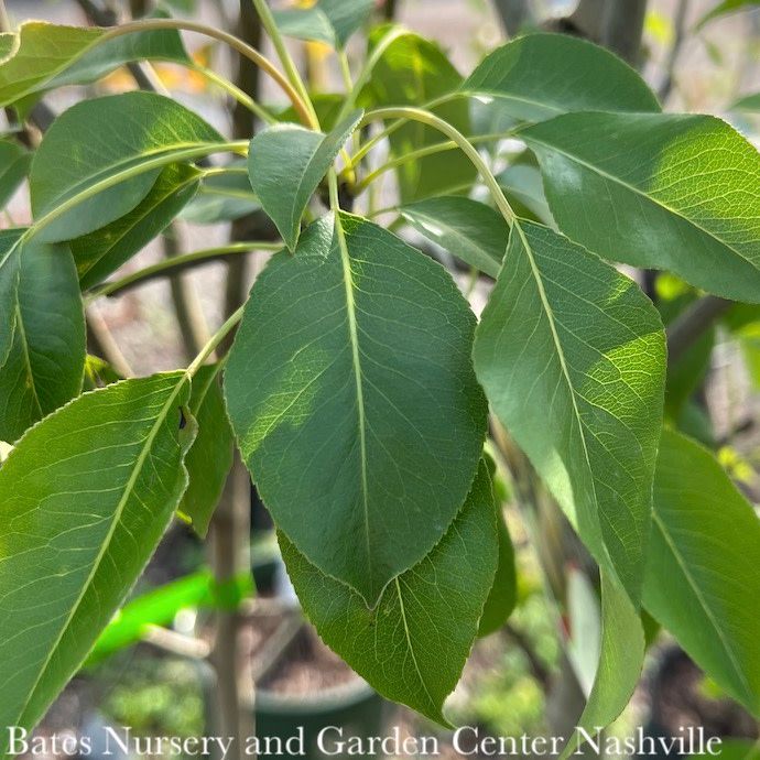 Edible #5 Pyrus com Ayers/ Self-fertile Semi-dwarf Pear