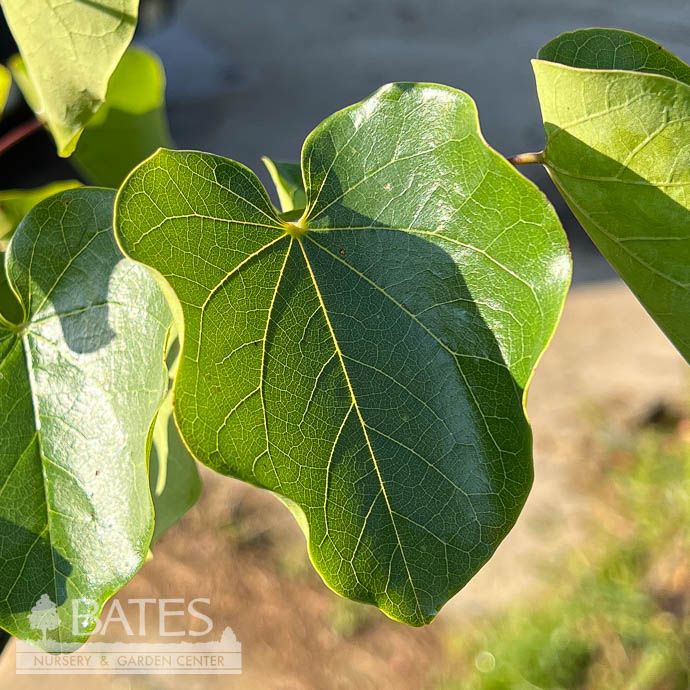 #7 Cercis x 'Oklahoma Whitebud'/ Purple Redbud