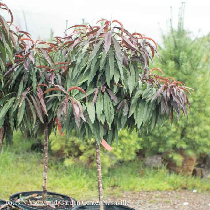 Edible Topiary Patio Tree #7 Prunus persica Bonfire/ Dwarf Peach