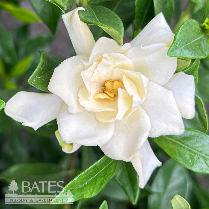 #3 Gardenia jas  Fool Proof/ Hardy - No Warranty