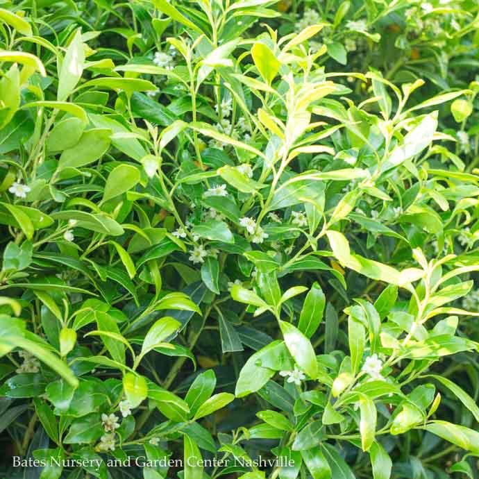 #3 Ilex glabra Shamrock/ Inkberry Holly (female) Native (R)