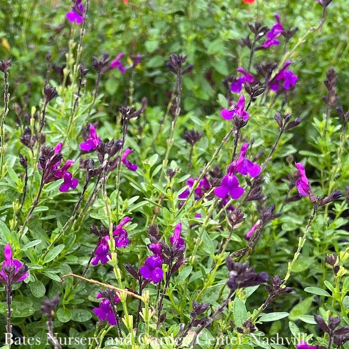 #1 Salvia greggii Mirage Deep Purple / Autumn Sage Native (R) - No Warranty
