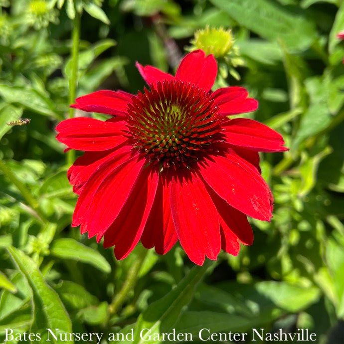 #1 Echinacea x Sombrero 'Salsa Red'/ Compact Coneflower