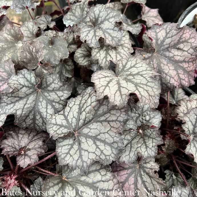 #1 Heuchera x Carnival Rose Granita/ Coral Bells