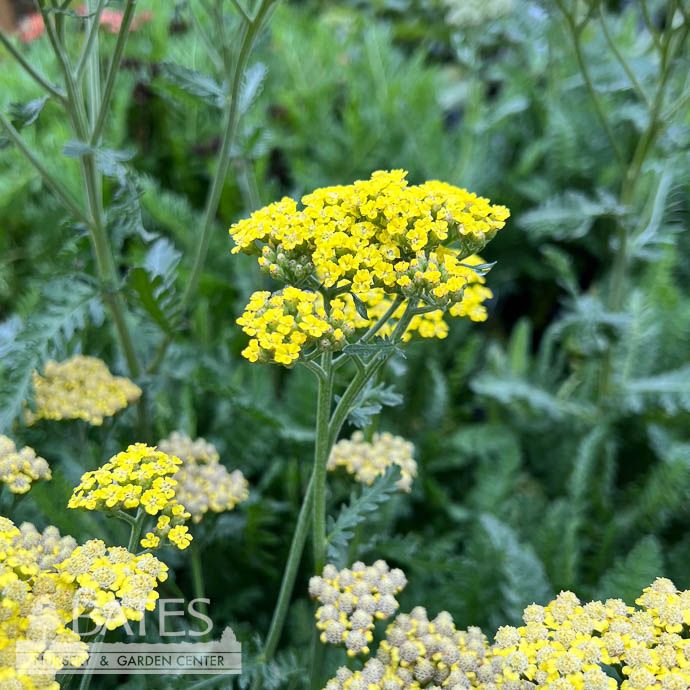 #1 Achillea mill Sassy Summer Lemon/ Yellow Yarrow Native (TN)