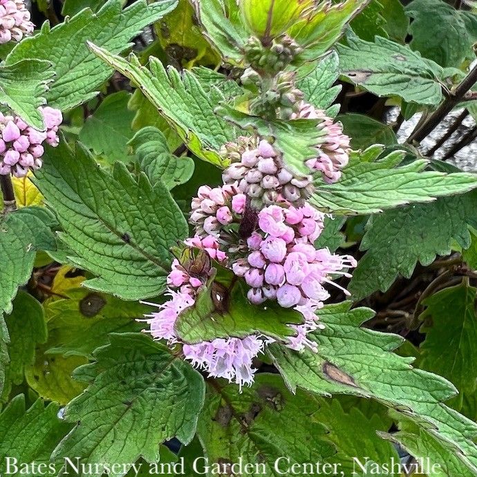 #3 Caryopteris inc PW Beyond Pink'd/ Bluebeard