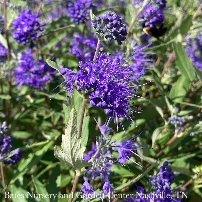 #3 Caryopteris x clan Longwood Blue/ Bluebeard