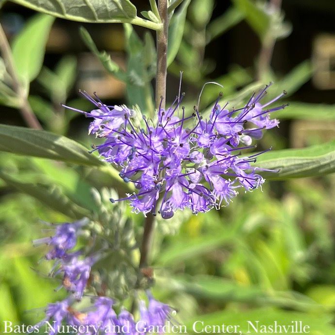 #3 Caryopteris x clan Longwood Blue/ Bluebeard