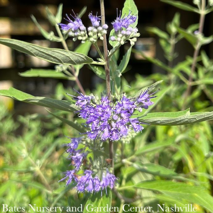 #3 Caryopteris x clan Longwood Blue/ Bluebeard