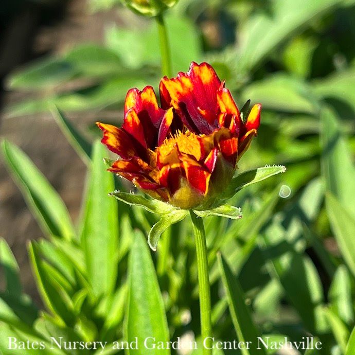 #1 Coreopsis x PW UpTick 'Red'/ Compact Tickseed