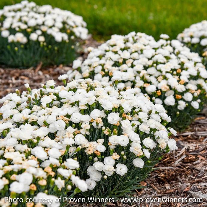 #1 Dianthus x PW Fruit Punch 'Whipped Cream'/ White