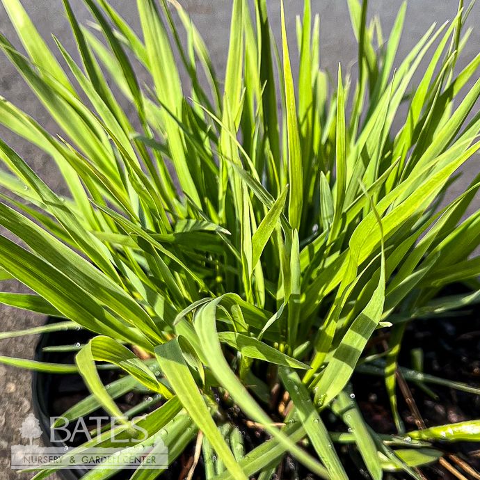 #1 Grass Panicum virg Dream Catcher 'Huggy Purple'/ Switch Native (TN)