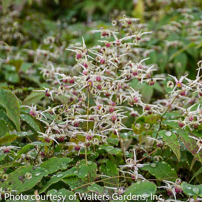 QP Epimedium Domino/ White Bishop's Hat
