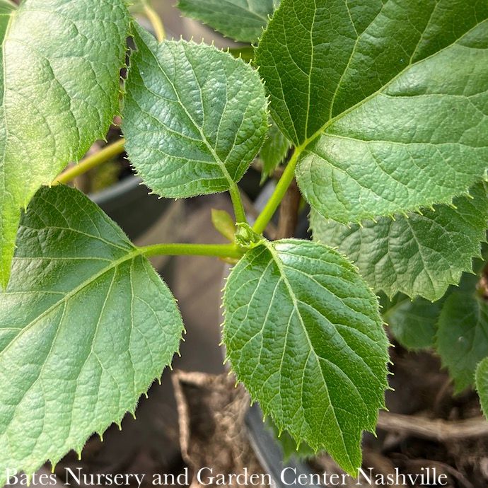 #3 Schizophragma hydra PW Flirty Girl/ Climbing False Hydrangea