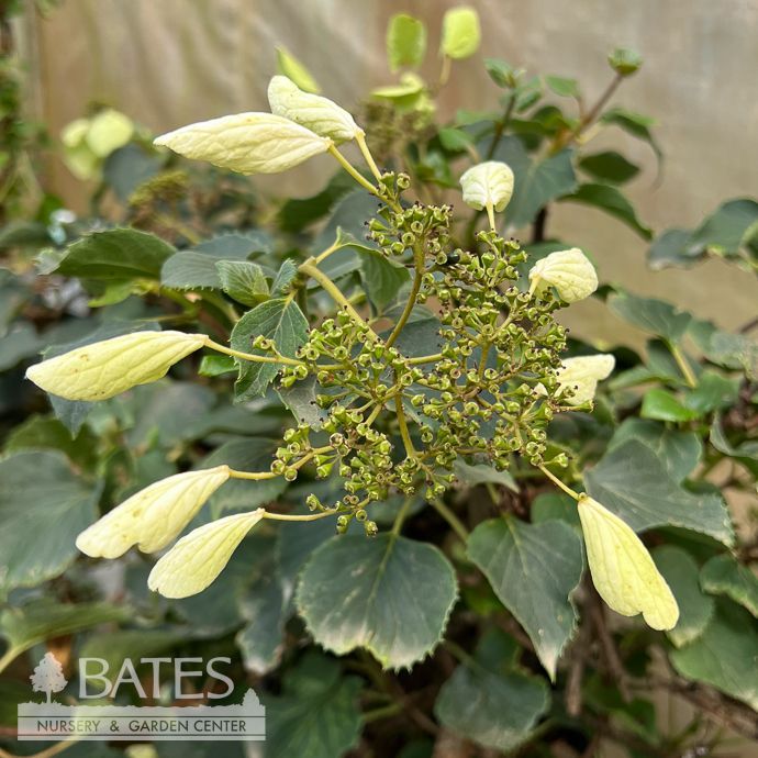 #3 Schizophragma hydra PW Flirty Girl/ Climbing False Hydrangea