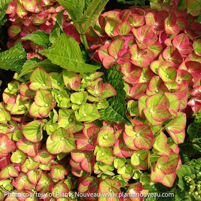 #3 Hydrangea mac Tilt-A-Swirl/ Bigleaf/ Mophead Rebloom Green to Pink