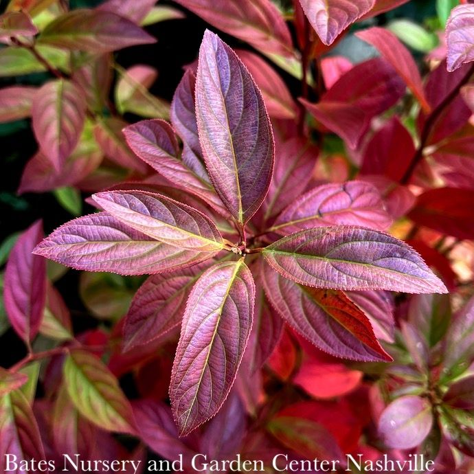 #3 Itea virginica AB Fountains of Rouge/ Virginia Sweetspire Native (TN)