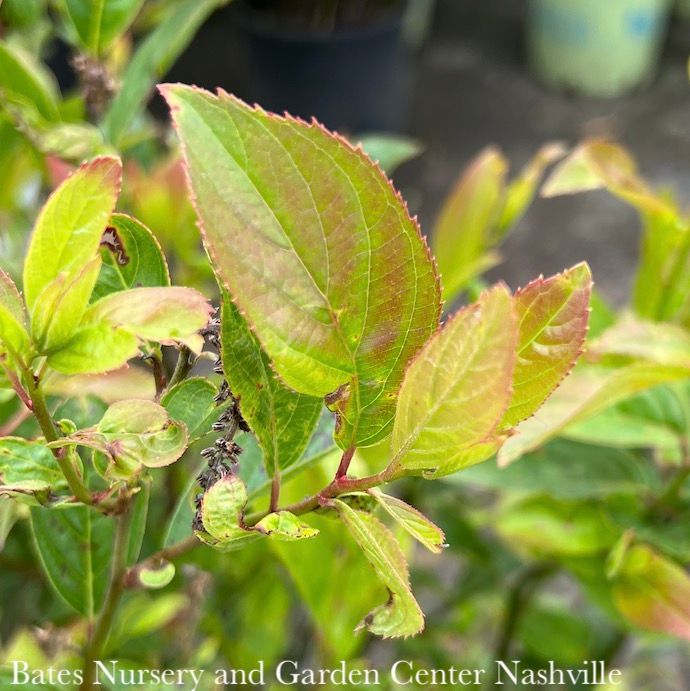 #3 Itea virginica AB Fountains of Rouge/ Virginia Sweetspire Native (TN)