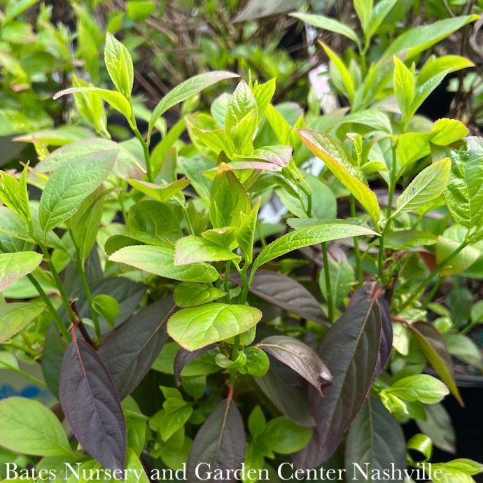 #3 Itea virginica AB Fountains of Rouge/ Virginia Sweetspire Native (TN)