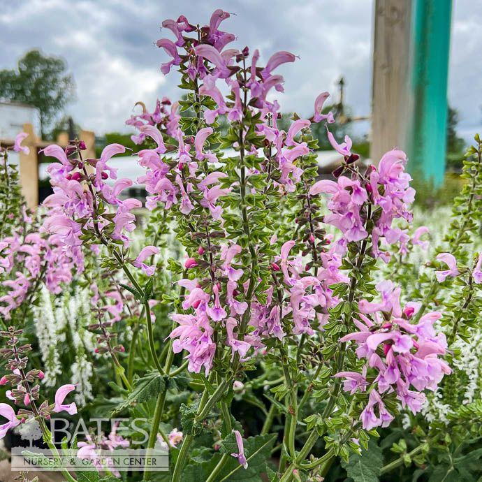 #1 Salvia pratensis Fashionista 'Ballerina Pink'/ Garden Sage