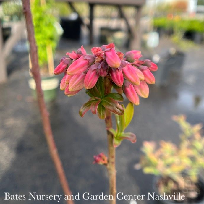 Edible #3 Vaccinium cory AB Blueray/ Highbush Blueberry Native (TN)