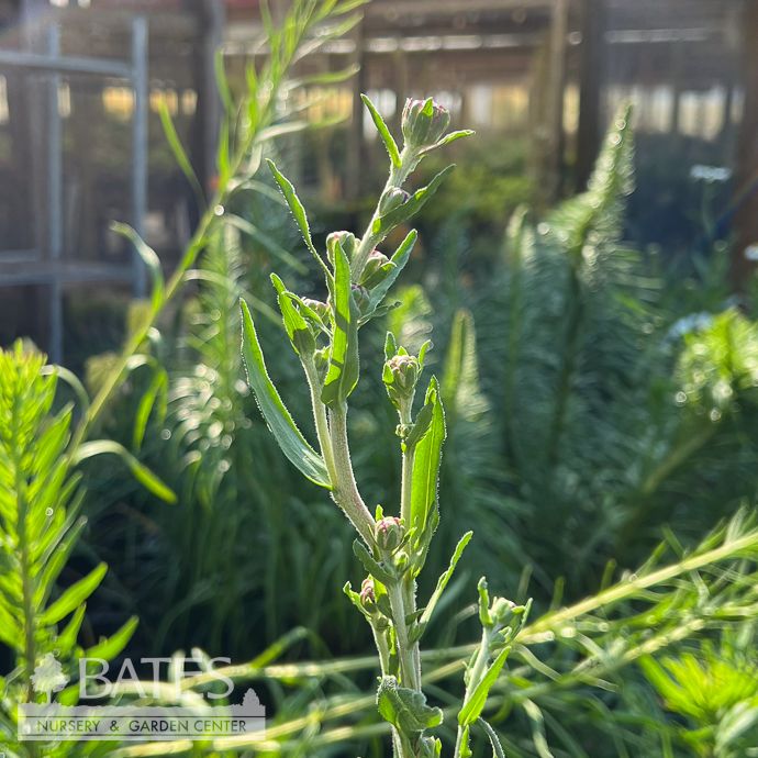 #1 Liatris ligulistylis AB/ Rocky Mountain Gayfeather Native (R)