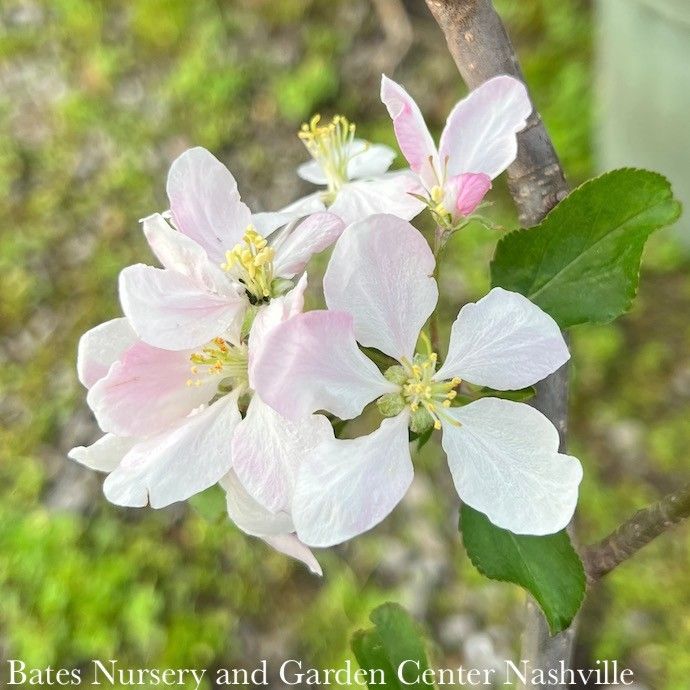 Edible #7 Malus Gala/ MidSeason Apple