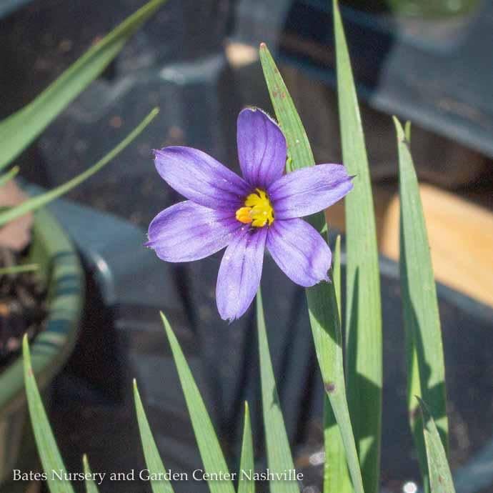 #1 Sisyrinchium ang Lucerne AB/ Blue-eyed Grass Native (TN)