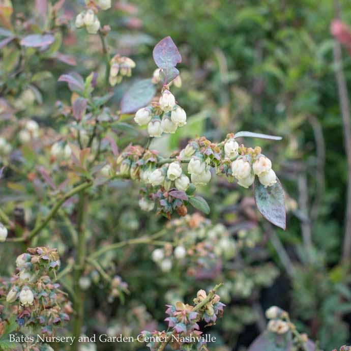 Edible #2 Vaccinium cory Bushel and Berry 'Pink Icing'/ Highbush Blueberry Native (TN)