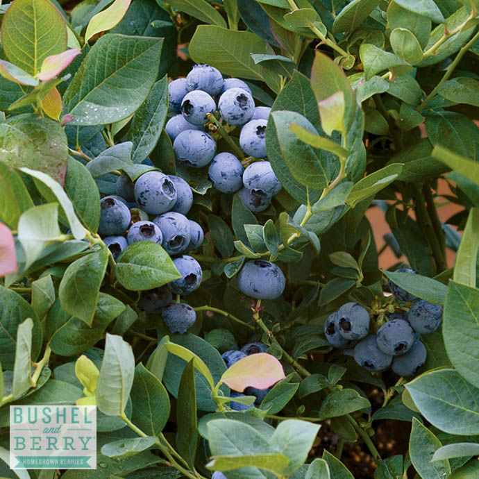 Edible #2 Vaccinium cory Bushel and Berry 'Pink Icing'/ Highbush Blueberry Native (TN)
