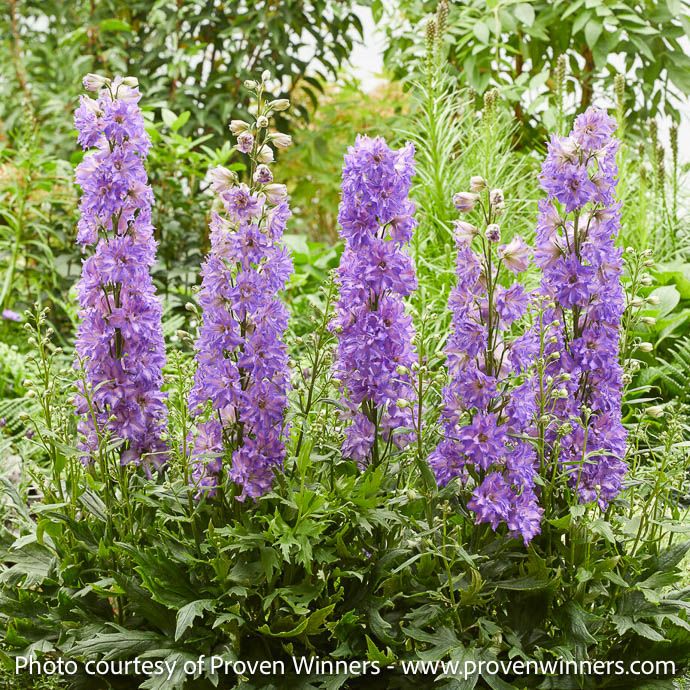 #1 Delphinium Delgenius 'Breezin'/ Purple Larkspur