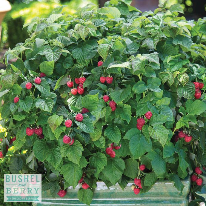 Edible #2 Rubus idaeus Bushel and Berry 'Raspberry Shortcake'/ Dwarf Raspberry Native (TN)