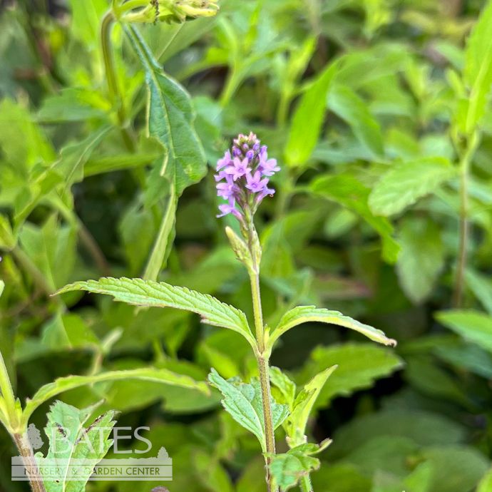 #1 Verbena hastata AB/ Blue Vervain Native (TN)