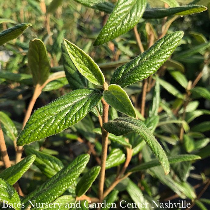 #7 Viburnum x pragense DECKER/ Prague Evergreen