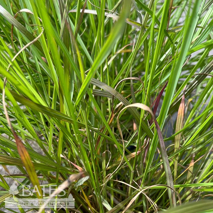 #1 Grass Pennisetum alop Hush Puppy/ Fountain Grass