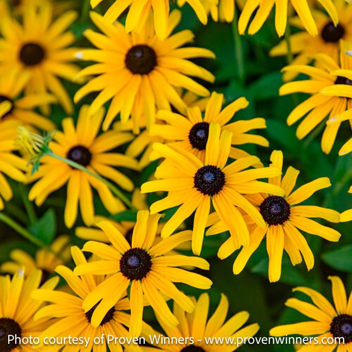 #1 Rudbeckia x PW Treasure Trove/ Black-Eyed Susan