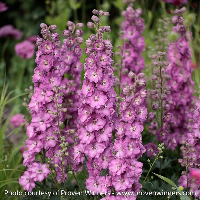 #1 Delphinium PW Delgenius 'Chantay'/ Pink Larkspur