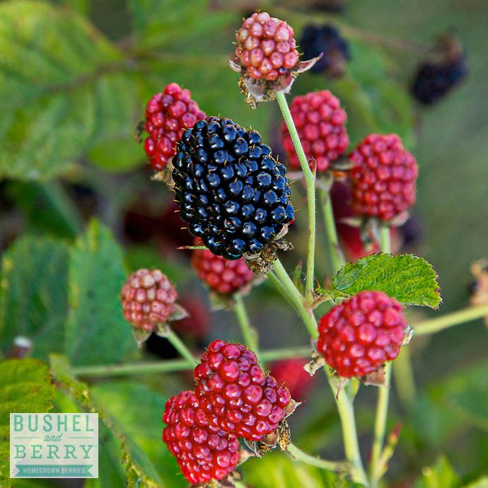 Edible #2 Rubus fruticosus Bushel and Berry 'Baby Cakes'/ Dwarf Thornless Blackberry