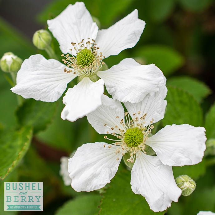 Edible #2 Rubus fruticosus Bushel and Berry 'Baby Cakes'/ Dwarf Thornless Blackberry