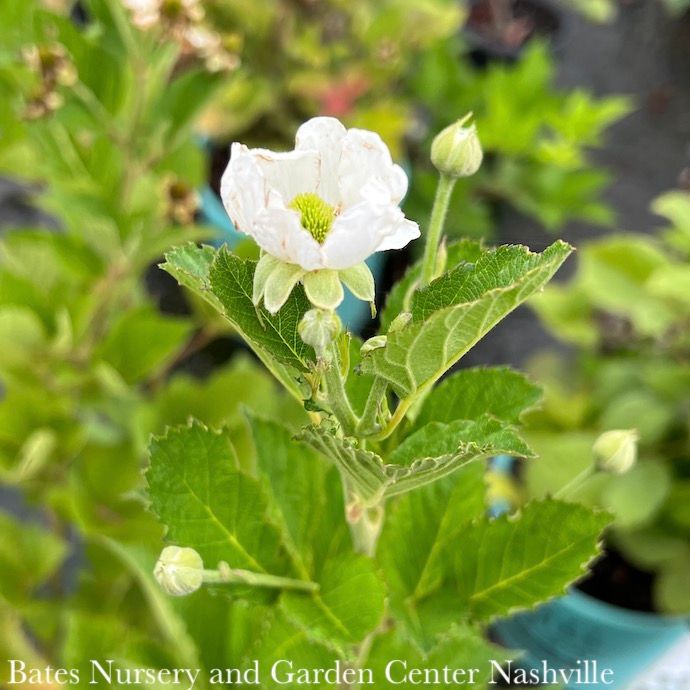 Edible #2 Rubus fruticosus Bushel and Berry 'Baby Cakes'/ Dwarf Thornless Blackberry