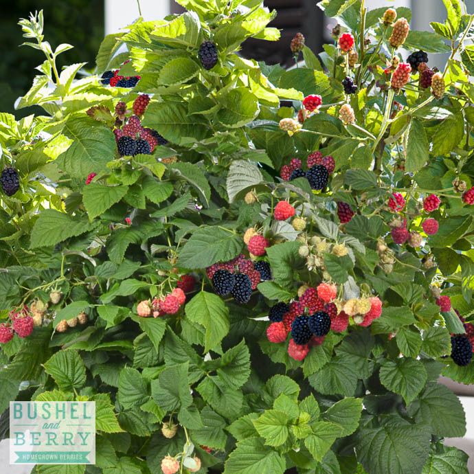 Edible #2 Rubus fruticosus Bushel and Berry 'Baby Cakes'/ Dwarf Thornless Blackberry