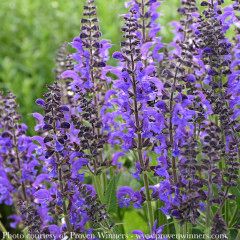 #1 Salvia x PW Color Spires 'Indiglo Girl'/ Blue