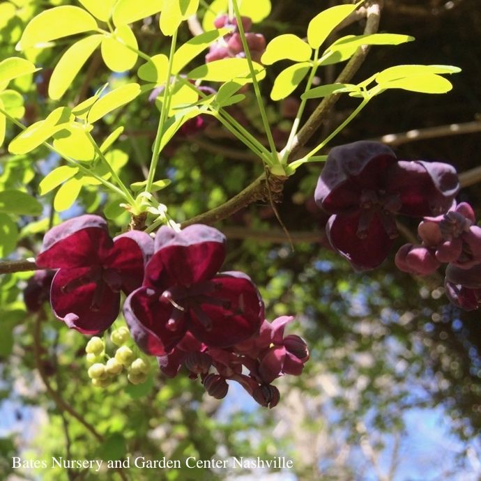 #1 Akebia quinata/ Fiveleaf Chocolate Vine