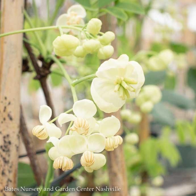 #1 Akebia quin Shirobana/ White Flowered Chocolate Vine