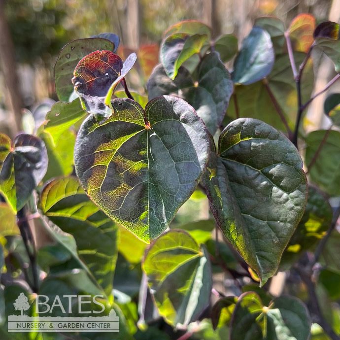 #5 Cercis can Garden Gems 'Amethyst'/ Compact Redbud Native (TN)