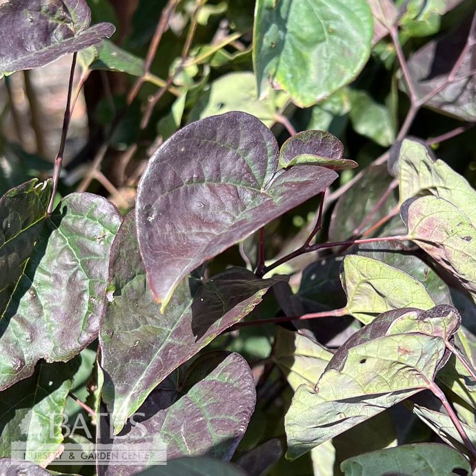 #5 Cercis can Garden Gems 'Amethyst'/ Compact Redbud Native (TN)