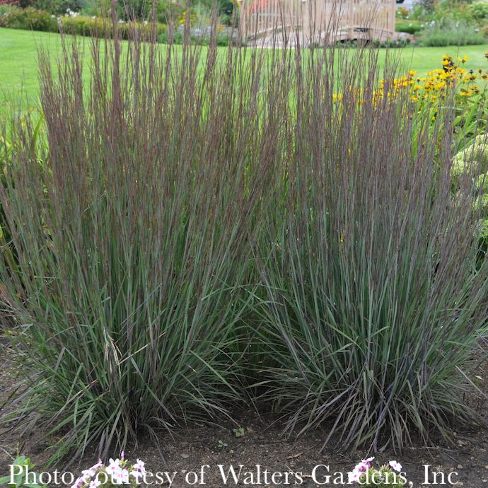 #1 Grass Schizachyrium scop Smoke Signal/ Little Bluestem Native (TN)