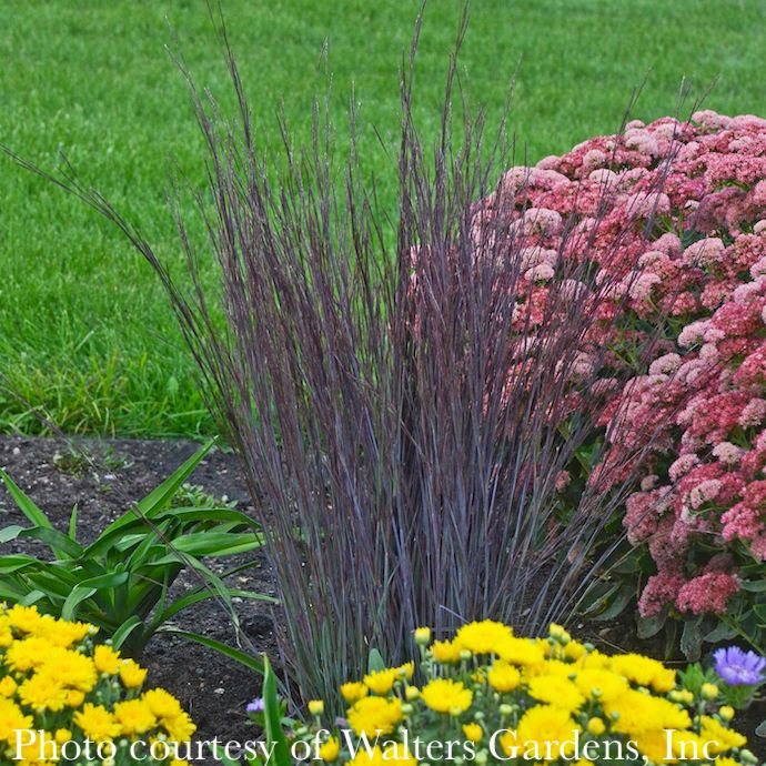 #1 Grass Schizachyrium scop Smoke Signal/ Little Bluestem Native (TN)