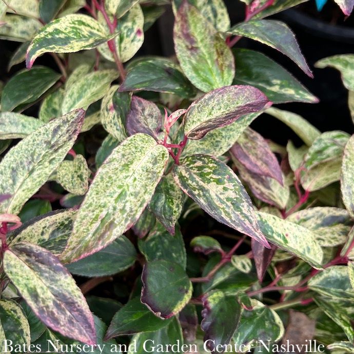 #2 Leucothoe fontanesiana Rainbow/ Drooping Native (TN)